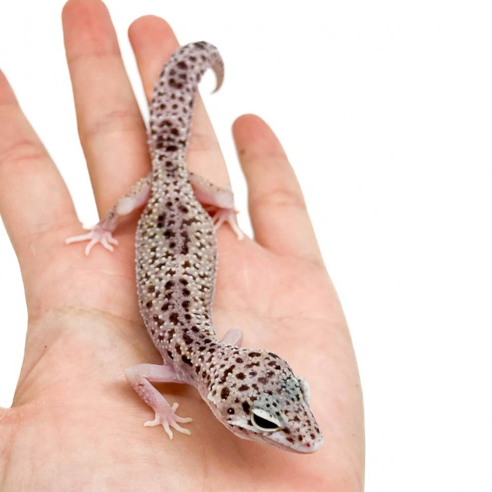 Eublepharis macularius "Snow Eclipse" - Gecko léopard Eublepharis macularius "Snow Eclipse" - Gecko léopard