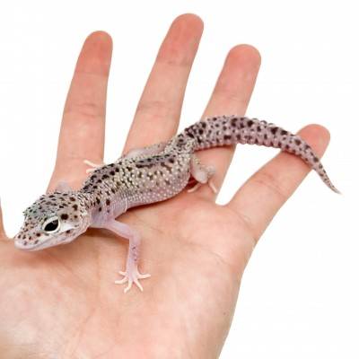 Eublepharis macularius "Snow Eclipse" - Gecko léopard