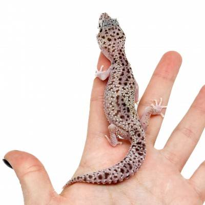 Eublepharis macularius "Snow Eclipse" - Gecko léopard