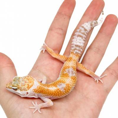 Eublepharis macularius "WY Sunglow" - Gecko léopard