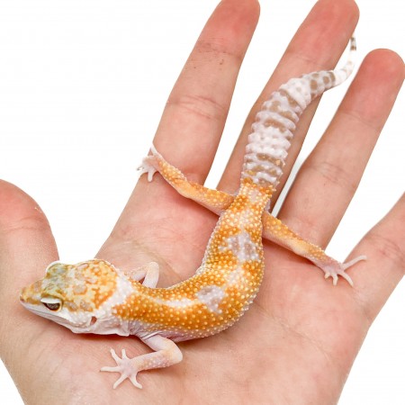 Eublepharis macularius "WY Sunglow" - Gecko léopard