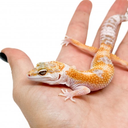 Eublepharis macularius "WY Sunglow" - Gecko léopard