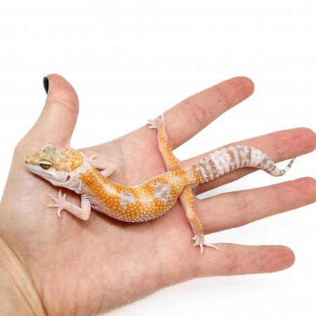 Eublepharis macularius "WY Sunglow" - Gecko léopard