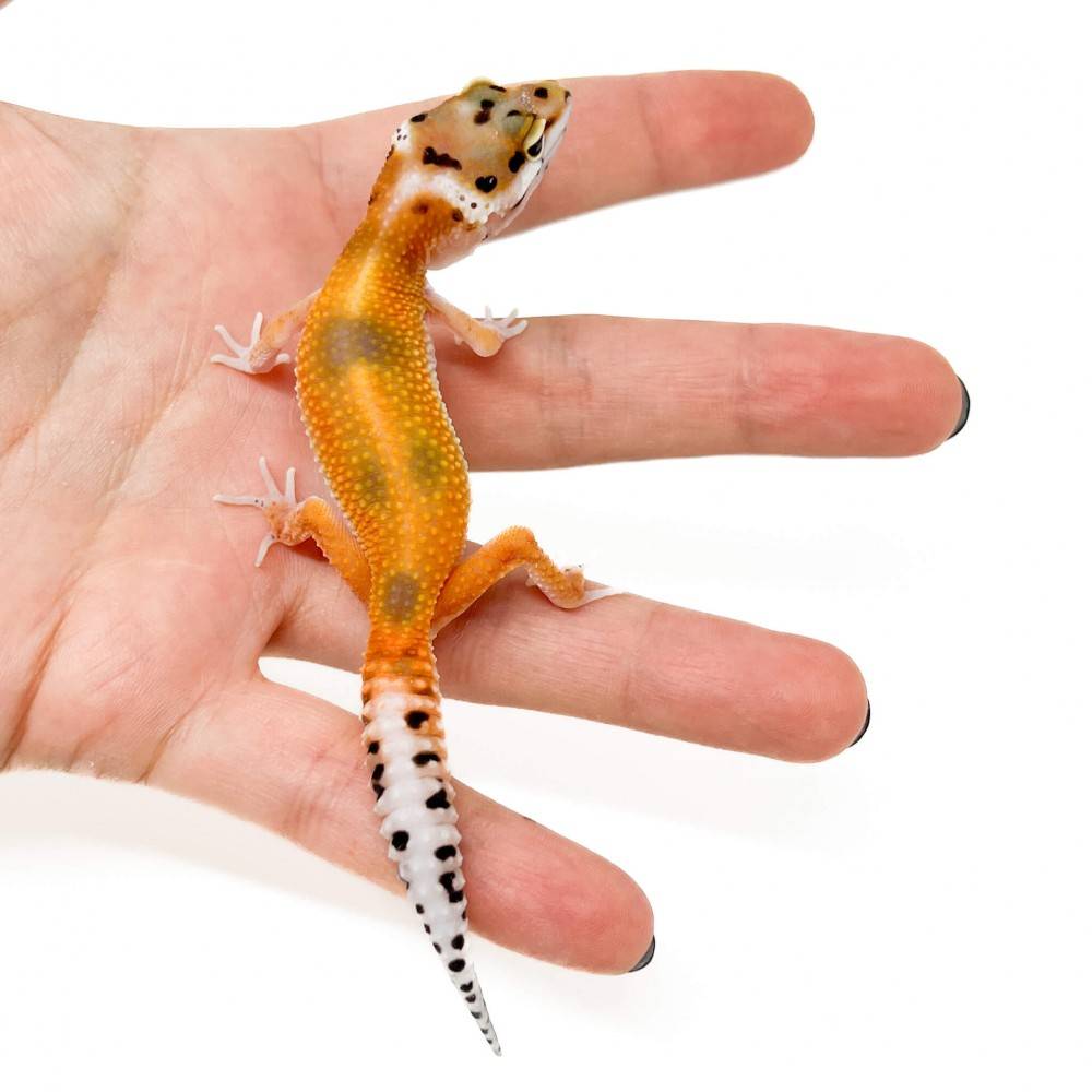Eublepharis macularius "Tangerine" - Gecko léopard Eublepharis macularius "Tangerine" - Gecko léopard