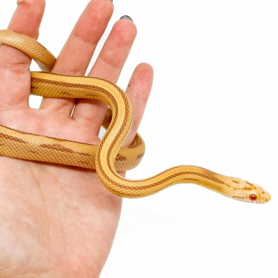 Pantherophis guttatus "Butter Striped" - Serpent des blés