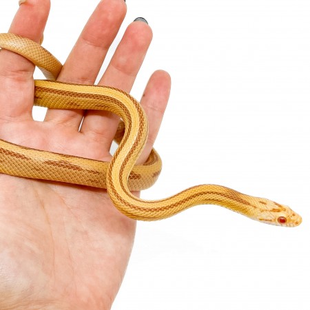 Pantherophis guttatus "Butter Striped" - Serpent des blés