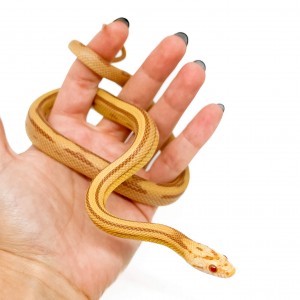 Pantherophis guttatus...