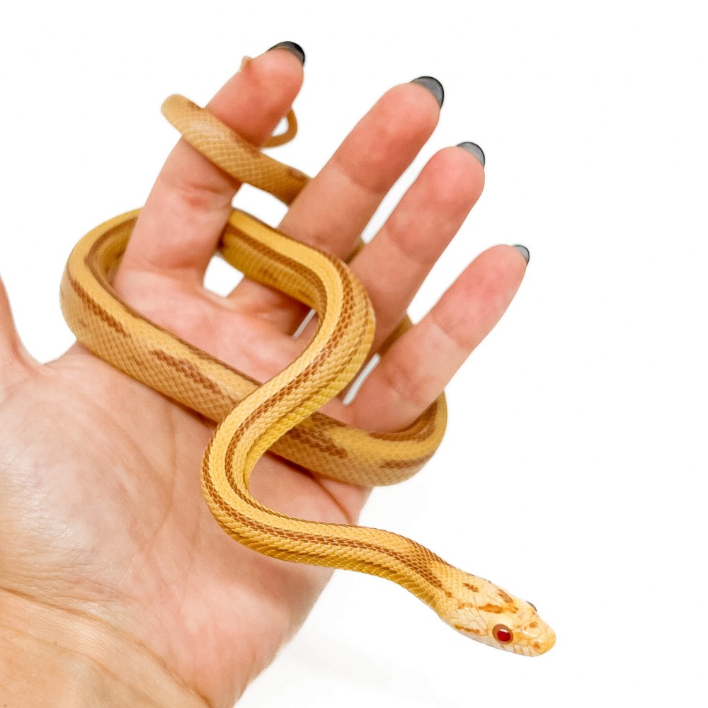 Pantherophis guttatus "Butter Striped" - Serpent des blés Pantherophis guttatus "Butter Striped" - Serpent des blés