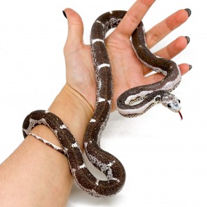 Pantherophis guttatus...