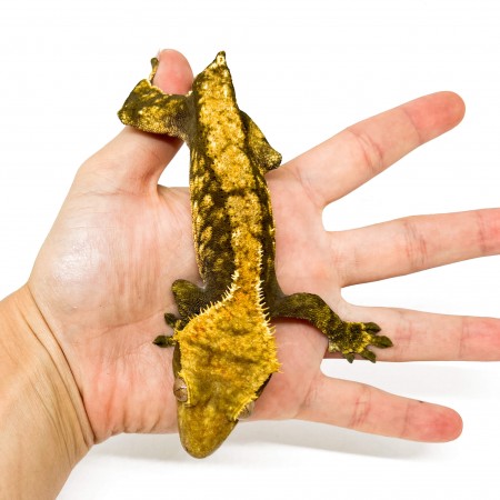 Correlophus ciliatus TAIL LESS "Harlequin" - Gecko à crête