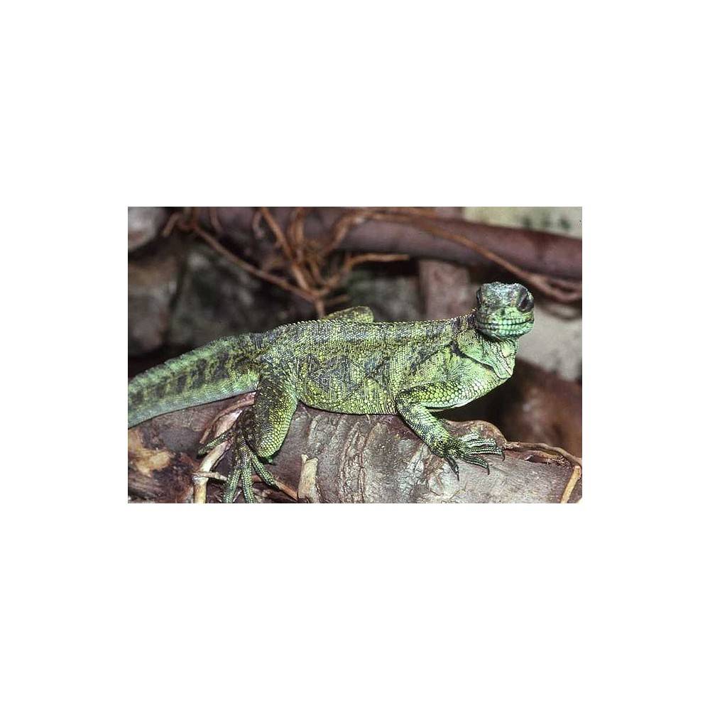 Hydrosaurus amboinensis (LE TRIO) - Agame voilier Hydrosaurus amboinensis (LE TRIO) - Agame voilier
