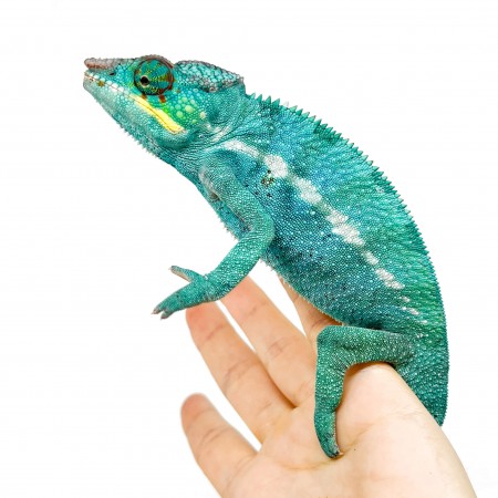 Furcifer pardalis ♂ "Nosy Be" True Blue - Caméléon panthère
