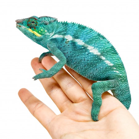 Furcifer pardalis ♂ "Nosy Be" True Blue - Caméléon panthère