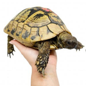 Testudo hermanni boettgeri...