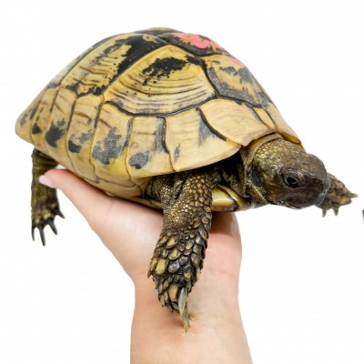 Testudo hermanni boettgeri (Née en 2002) - Tortue d'Hermann