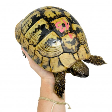 Testudo hermanni boettgeri (Née en 2002) - Tortue d'Hermann