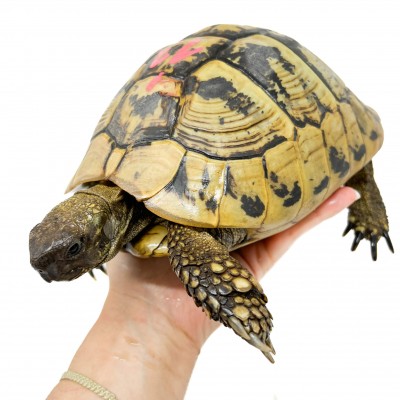 Testudo hermanni boettgeri (Née en 2002) - Tortue d'Hermann