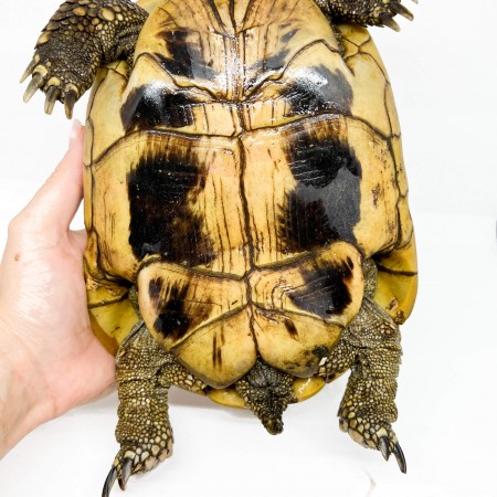 Testudo hermanni boettgeri (Née en 2002) - Tortue d'Hermann