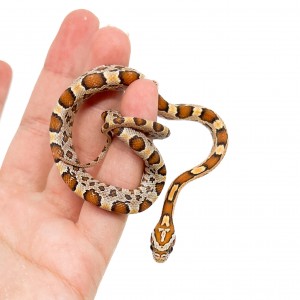 Pantherophis guttatus "Buf"...