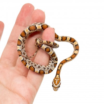 Pantherophis guttatus "Buf" - Serpent des blés