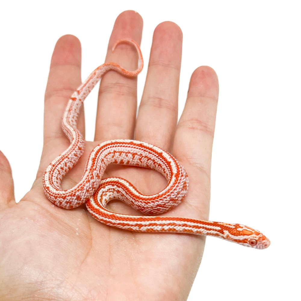 Pantherophis guttatus "Candy Cane Tessera" - Serpent des blés Pantherophis guttatus "Candy Cane Tessera" - Serpent des blés