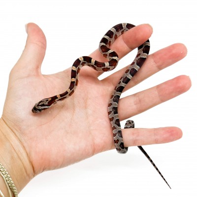 Pantherophis guttatus "Miami" - Serpent des blés