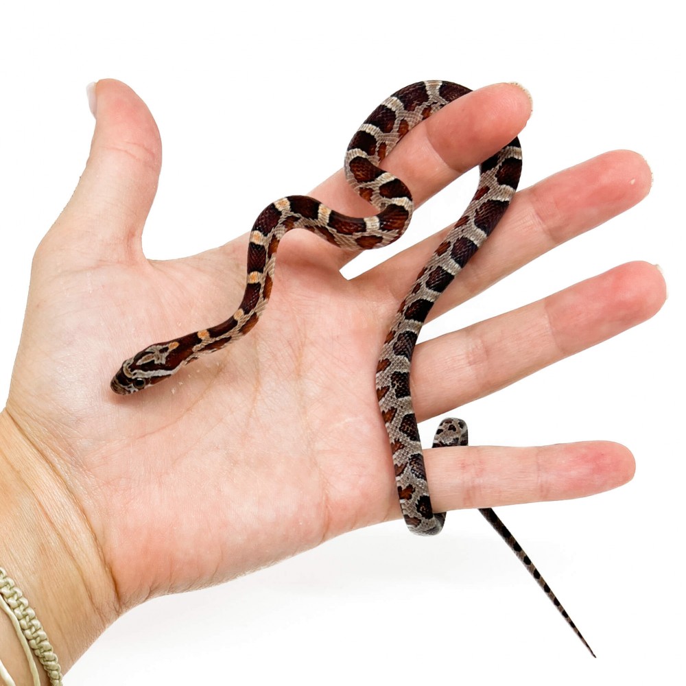 Pantherophis guttatus "Miami" - Serpent des blés Pantherophis guttatus "Miami" - Serpent des blés