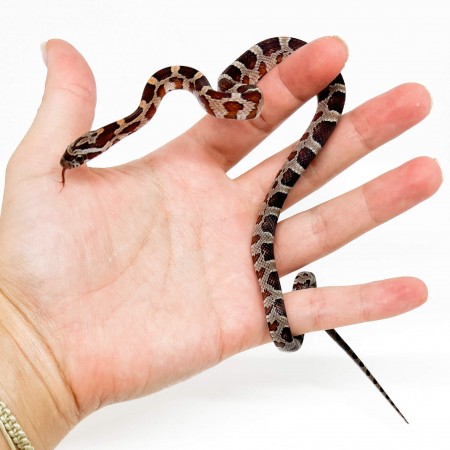 Pantherophis guttatus "Miami" - Serpent des blés