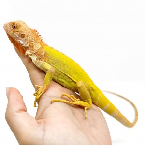 Iguana iguana "Super...