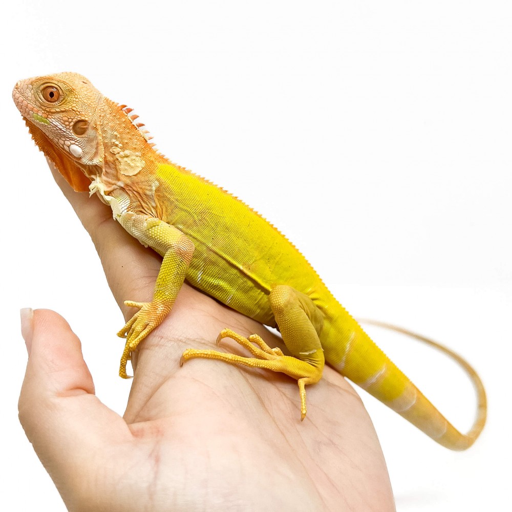 Iguana iguana "Super Crimson" - Iguane vert Iguana iguana "Super Crimson" - Iguane vert