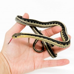 Thamnophis sirtalis -...