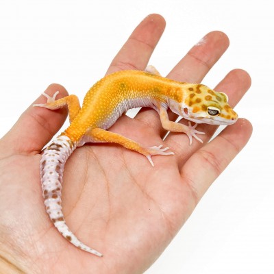 Eublepharis macularius "Aptor" - Gecko léopard