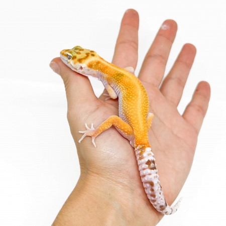 Eublepharis macularius "Aptor" - Gecko léopard