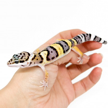 Eublepharis macularius "High yellow" - Gecko léopard