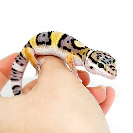 Eublepharis macularius "High yellow" - Gecko léopard