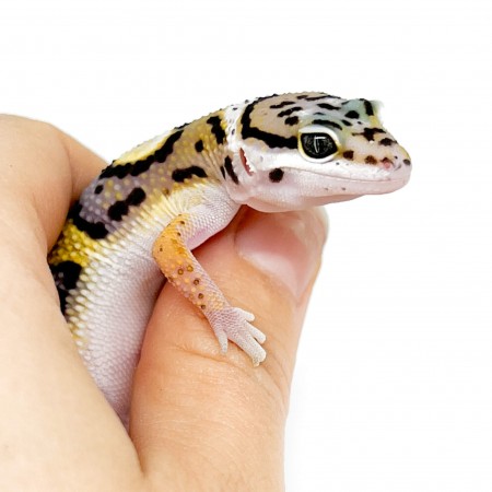Eublepharis macularius "High yellow" - Gecko léopard