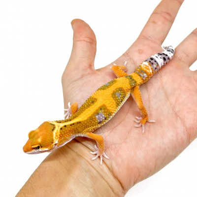 Eublepharis macularius "Jungle Hypo Tangerine" - Gecko léopard
