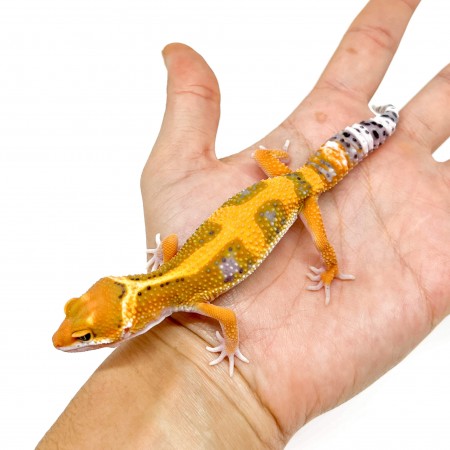 Eublepharis macularius "Jungle Hypo Tangerine" - Gecko léopard
