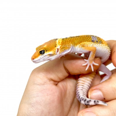 Eublepharis macularius "Jungle Hypo Tangerine" - Gecko léopard