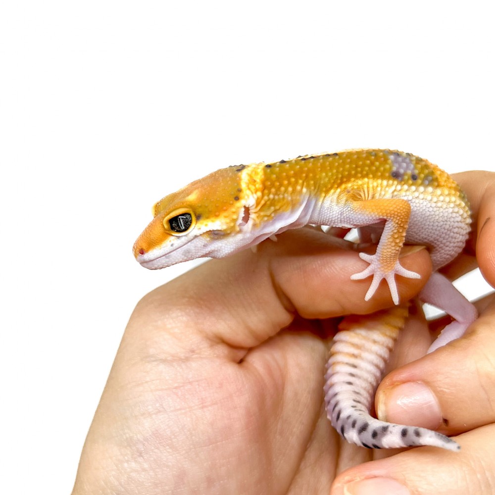 Eublepharis macularius "Jungle Hypo Tangerine" - Gecko léopard