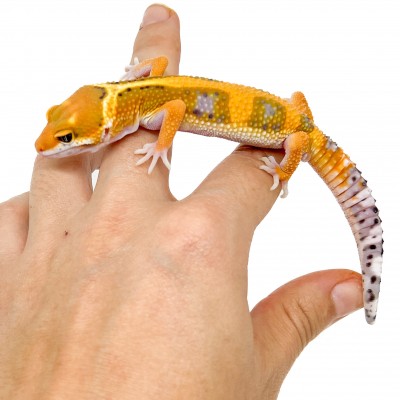 Eublepharis macularius "Jungle Hypo Tangerine" - Gecko léopard