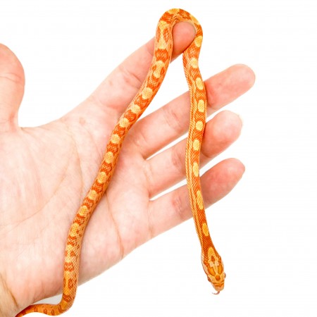 Pantherophis guttatus "Albinos Motley Buf" - Serpent des blés