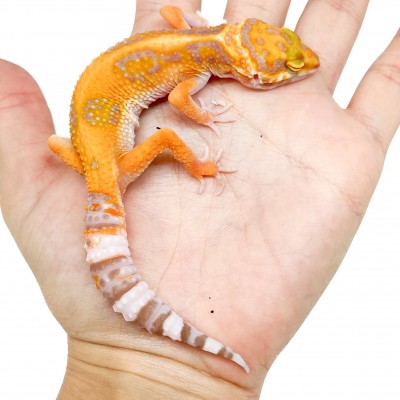 Eublepharis macularius "Orange Tremper albinos" - Gecko léopard