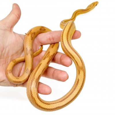 Pantherophis guttatus "Butter Striped" - Serpent des blés
