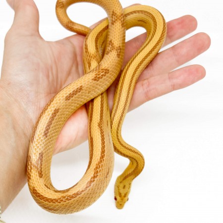 Pantherophis guttatus "Butter Striped" - Serpent des blés