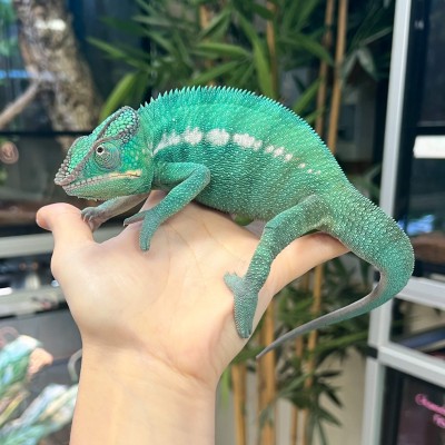 Furcifer pardalis ♂ "Nosy Be" True Blue - Caméléon panthère