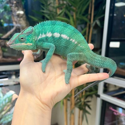 Furcifer pardalis ♂ "Nosy Be" True Blue - Caméléon panthère