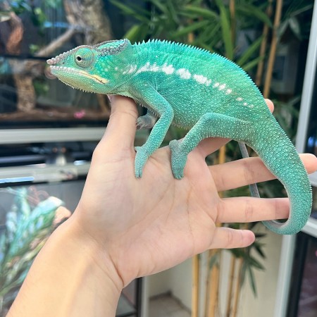 Furcifer pardalis ♂ "Nosy Be" True Blue - Caméléon panthère