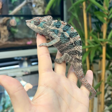 Furcifer pardalis "Nosy Faly" - Caméléon panthère