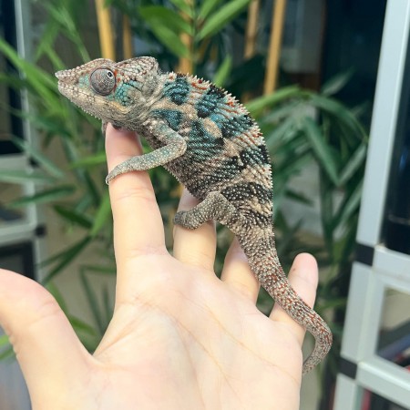 Furcifer pardalis "Nosy Faly" - Caméléon panthère